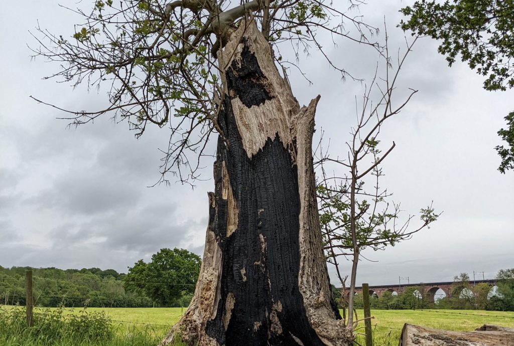 dead tree